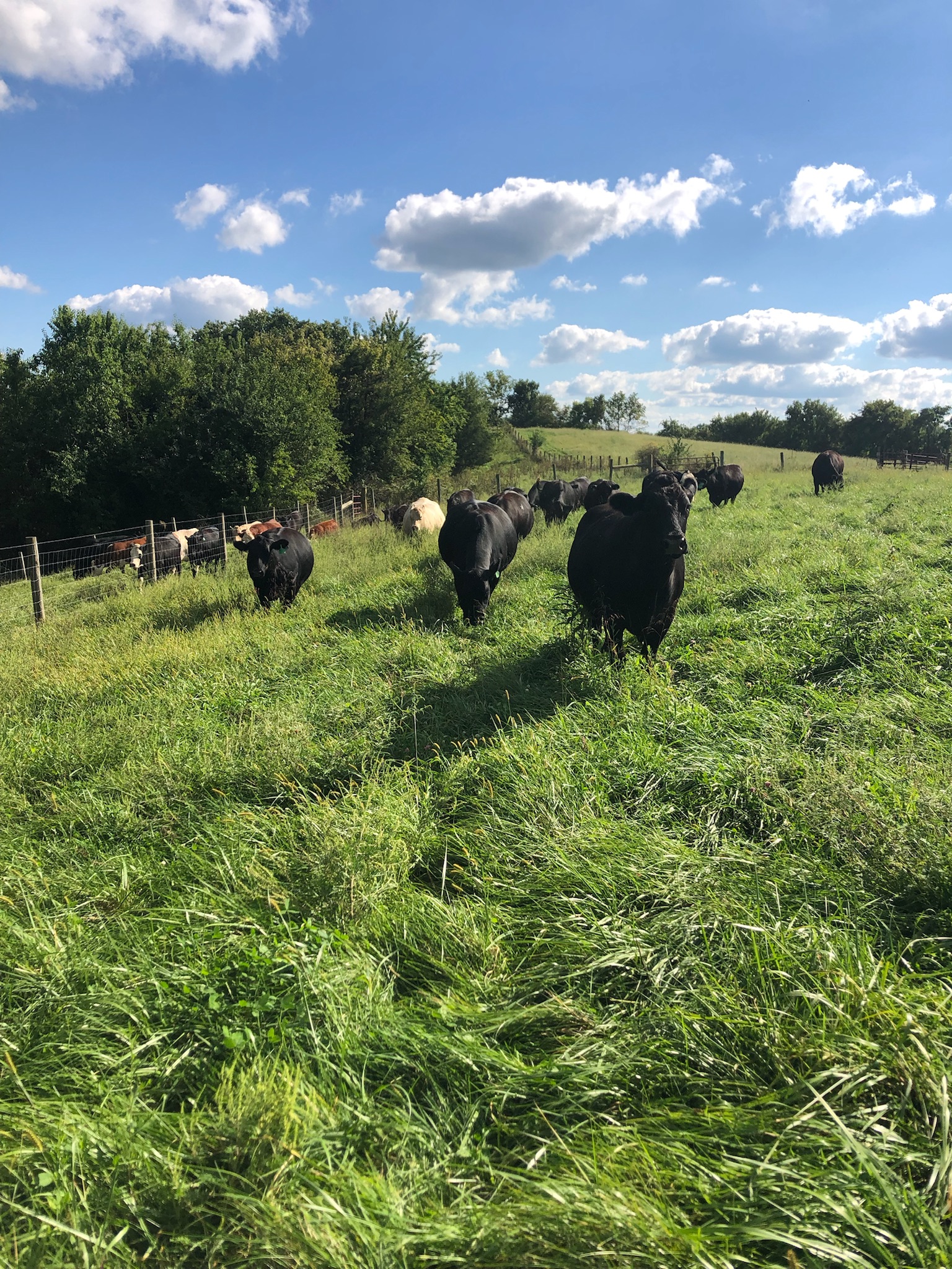 Cattle grazing in a lush green pasture under a blue sky with fluffy white clouds, showcasing a serene rural landscape.