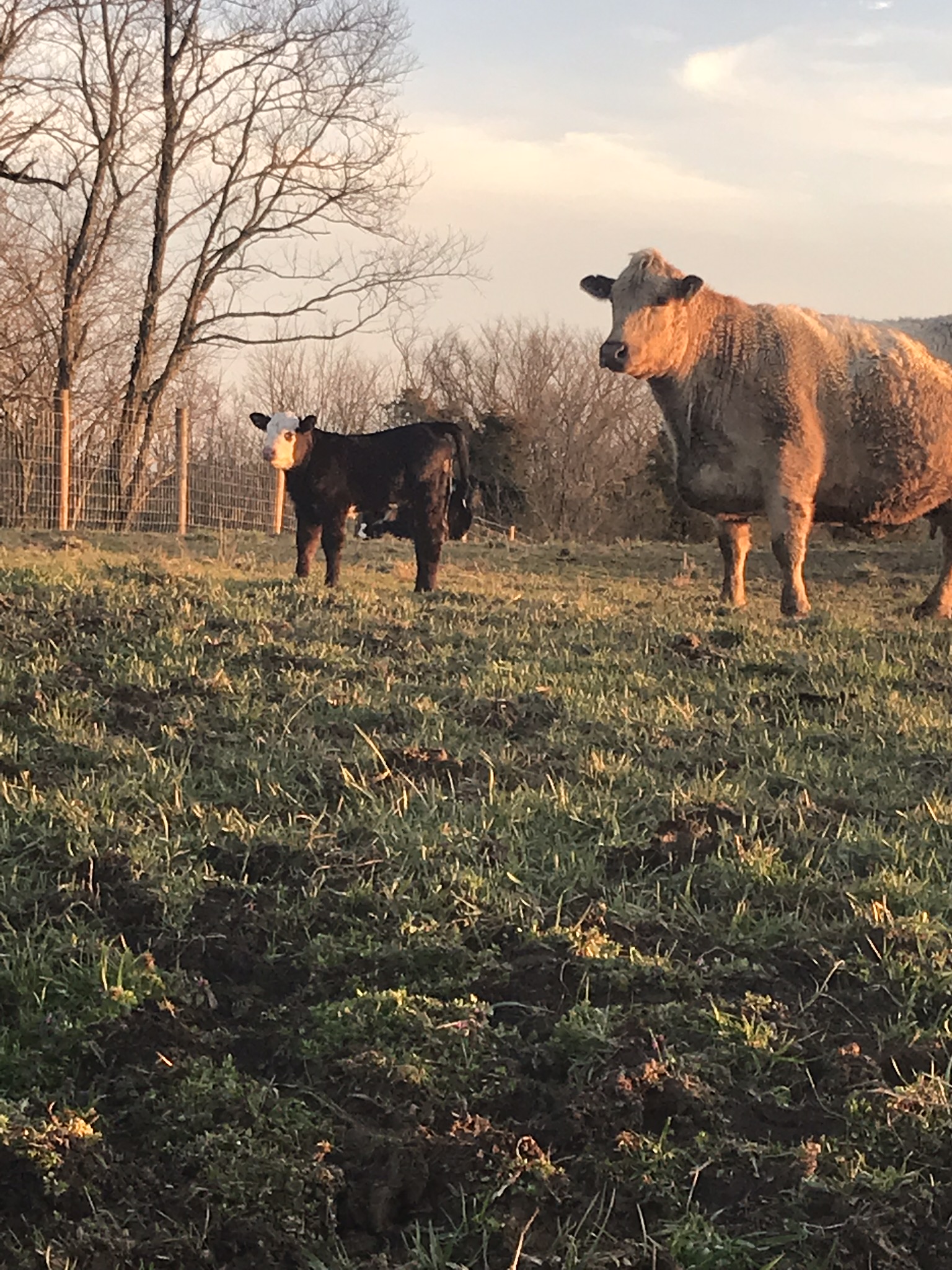 A black calf with a white face stands next to a larger grey and white cow in a grassy pasture, with trees and a sunset in the background.