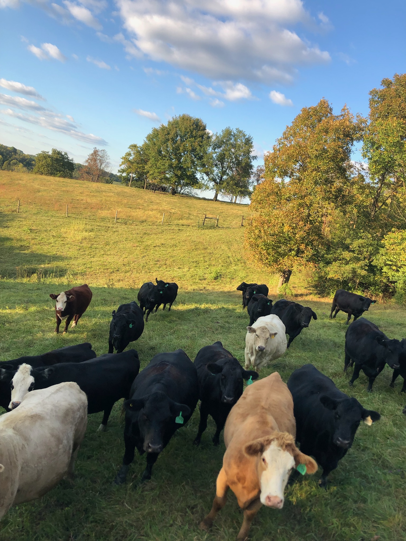 Herd of cows grazing in a lush green pasture under a blue sky with scattered clouds, showcasing a mix of black, white, and brown cattle.