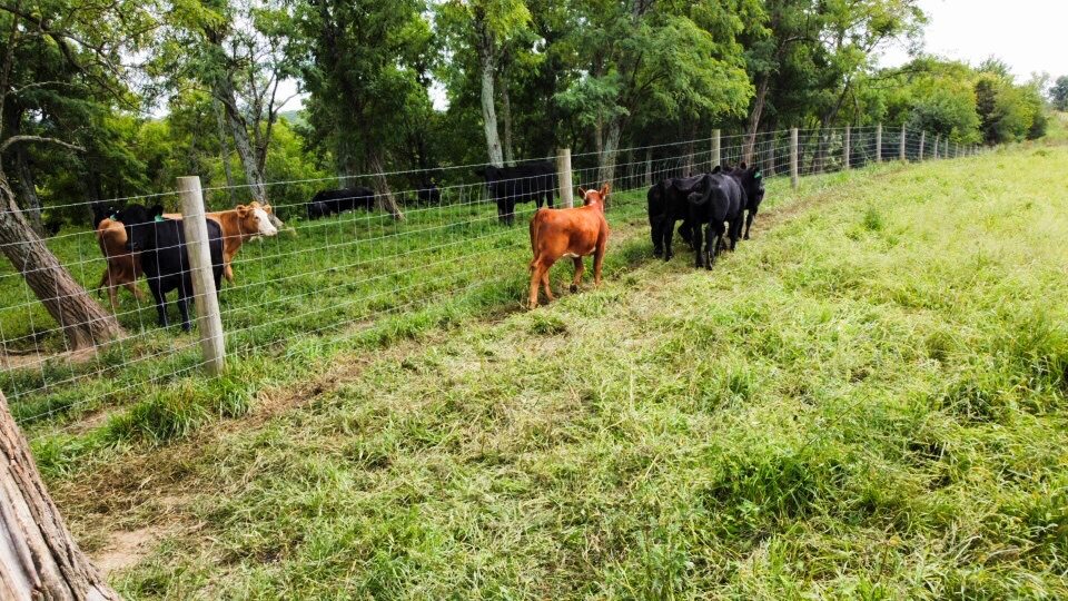 A herd of cows, including several black and one brown calf, grazes near a fence in a lush green pasture surrounded by trees.