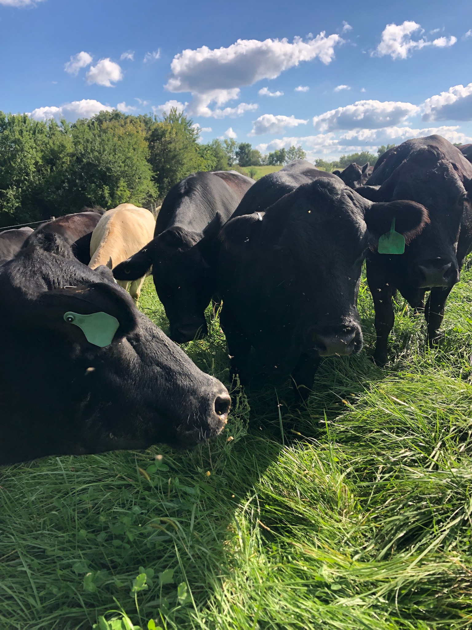 Cows grazing in a lush green field under a blue sky with fluffy clouds, showcasing a mix of black and white cattle, highlighting sustainable farming practices.