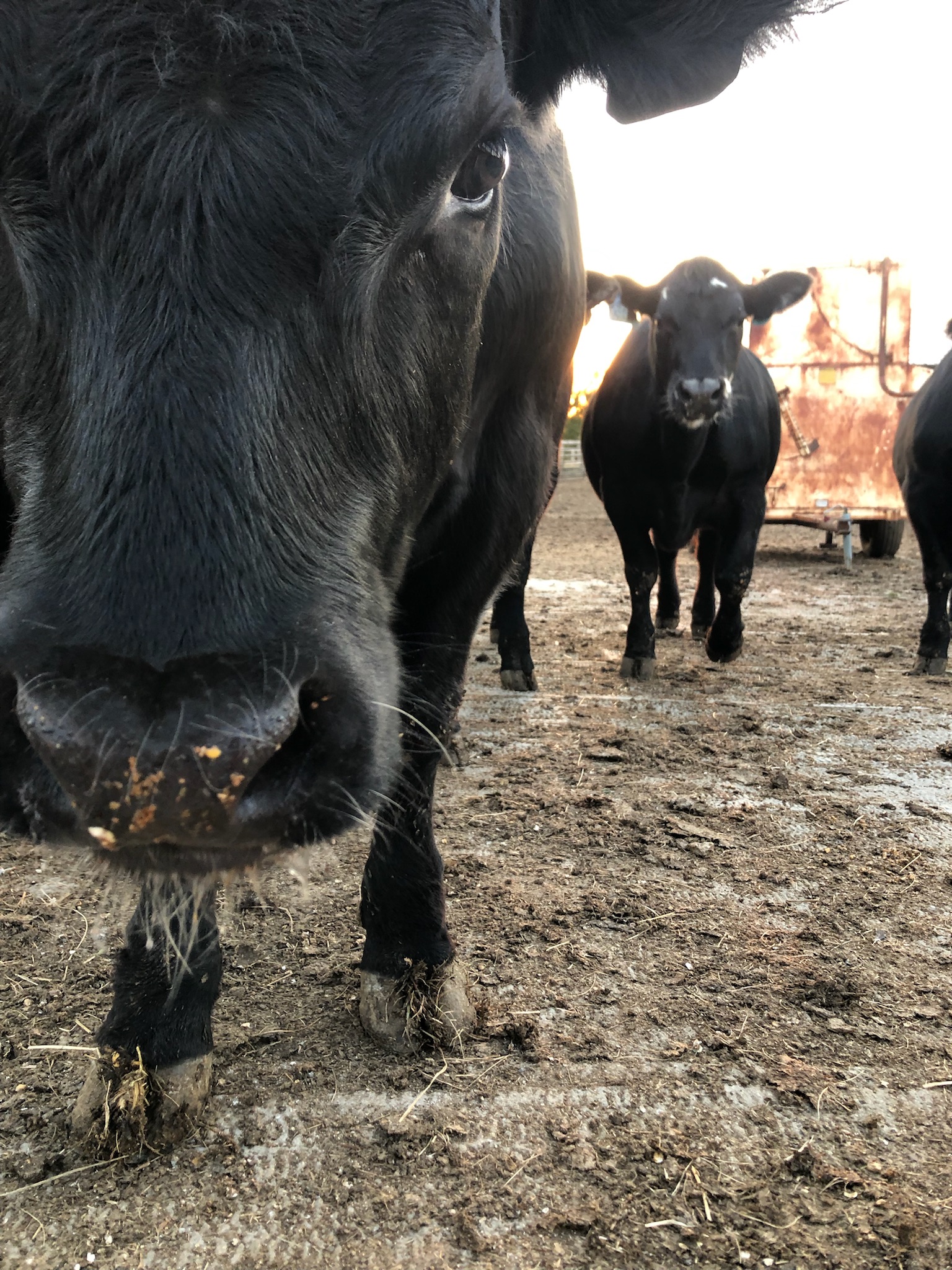 Close-up of a black cow's face with a blurred background featuring another cow, set in a farm environment with dirt and hay. The image captures the texture of the cow's fur and its expressive eyes, emphasizing the connection between livestock and agriculture.