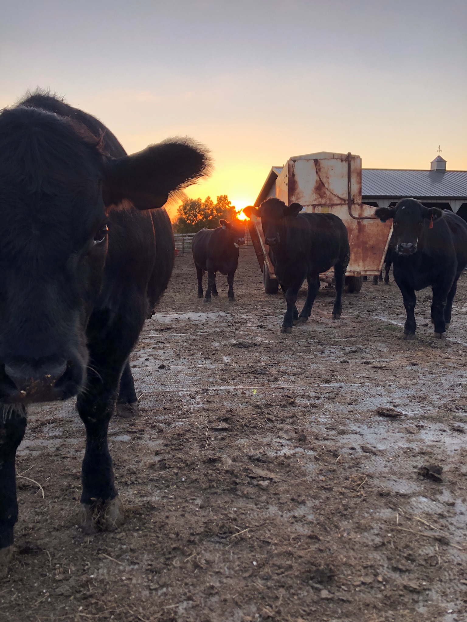 Black cows walking towards the camera on a farm at sunset, with a rustic feed trough in the background and a clear sky.