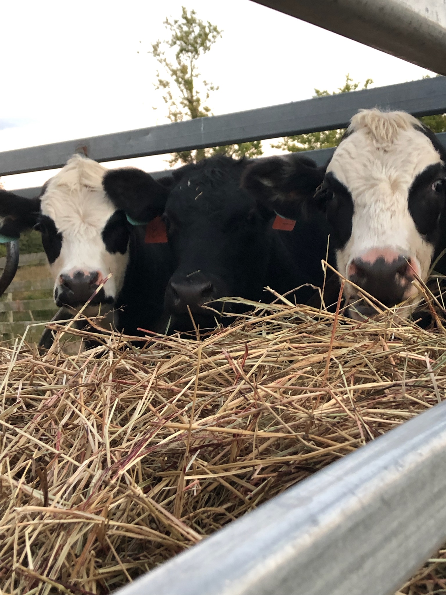 Three cows, one black and two black-and-white, eating hay from a trough in a farm setting. The image captures the cows' heads peeking through a metal fence, with greenery in the background.
