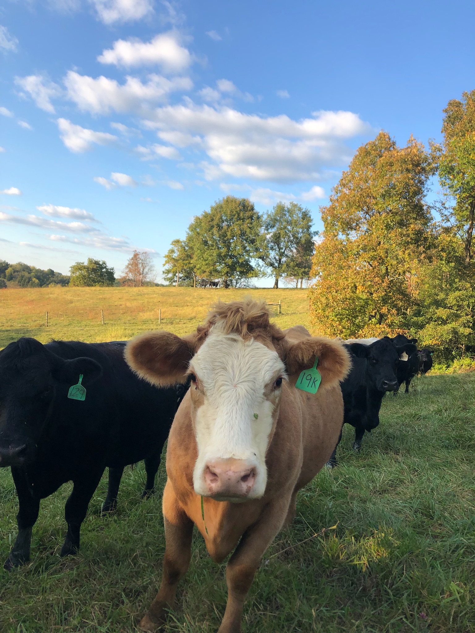 A brown and white cow with an ear tag stands in a green pasture, surrounded by black cows under a blue sky with fluffy clouds. The scene captures the serene countryside with trees in the background, showcasing farm life and livestock grazing.