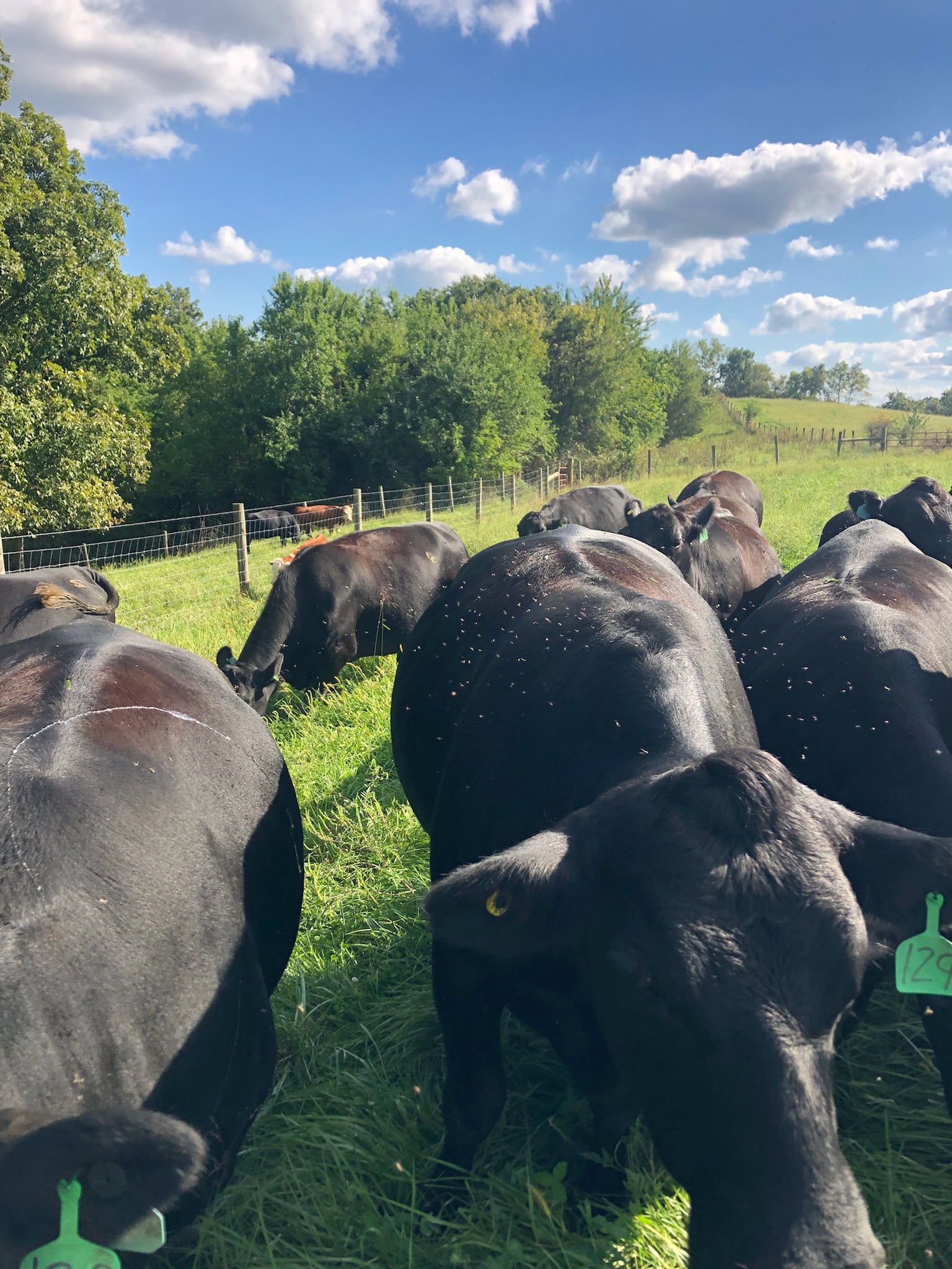 Herd of black cows grazing in a lush green pasture under a blue sky with fluffy clouds, showcasing a serene rural landscape.