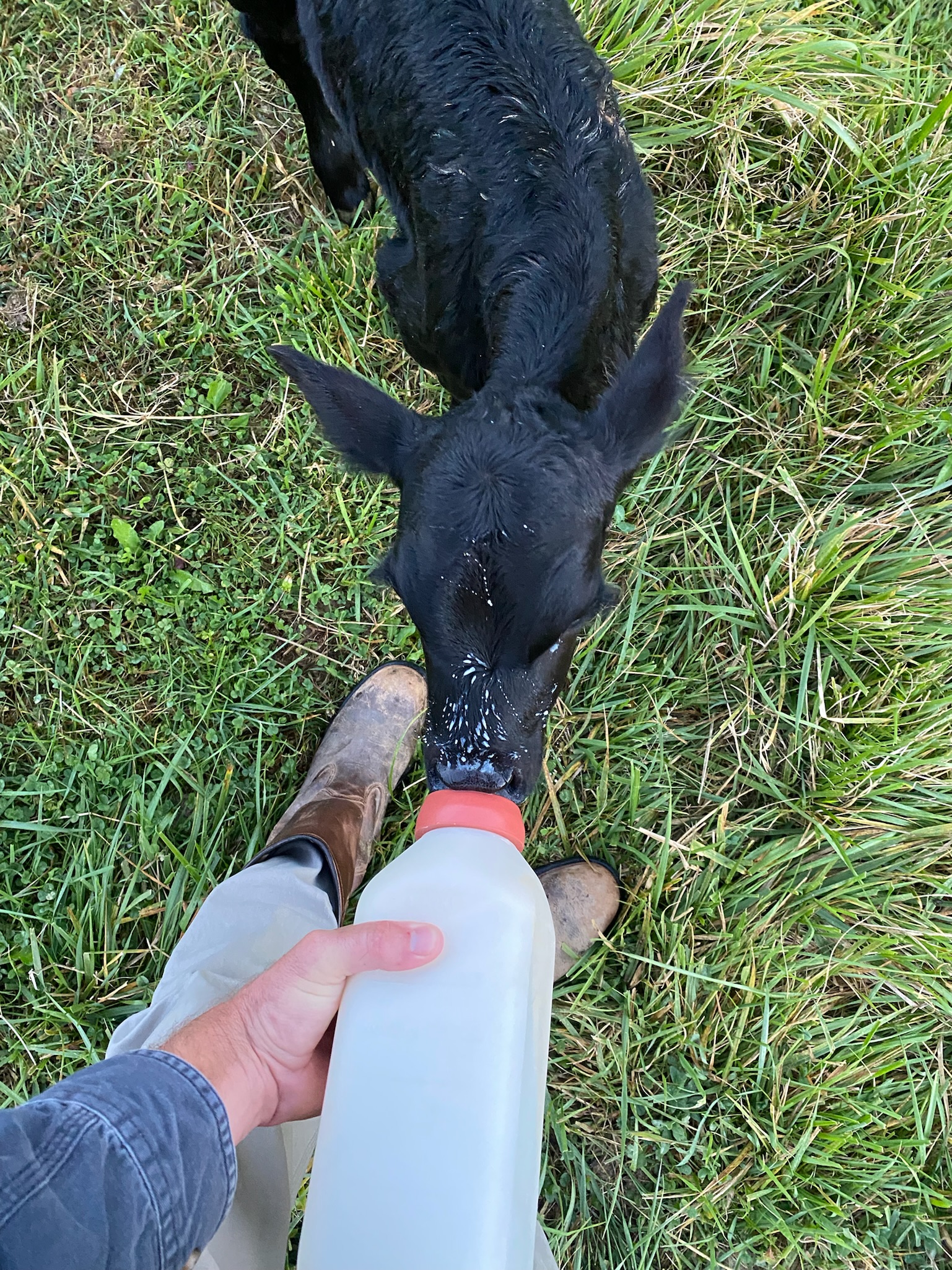 Person feeding a black calf with a milk bottle while standing on green grass, wearing brown boots and light-colored pants.