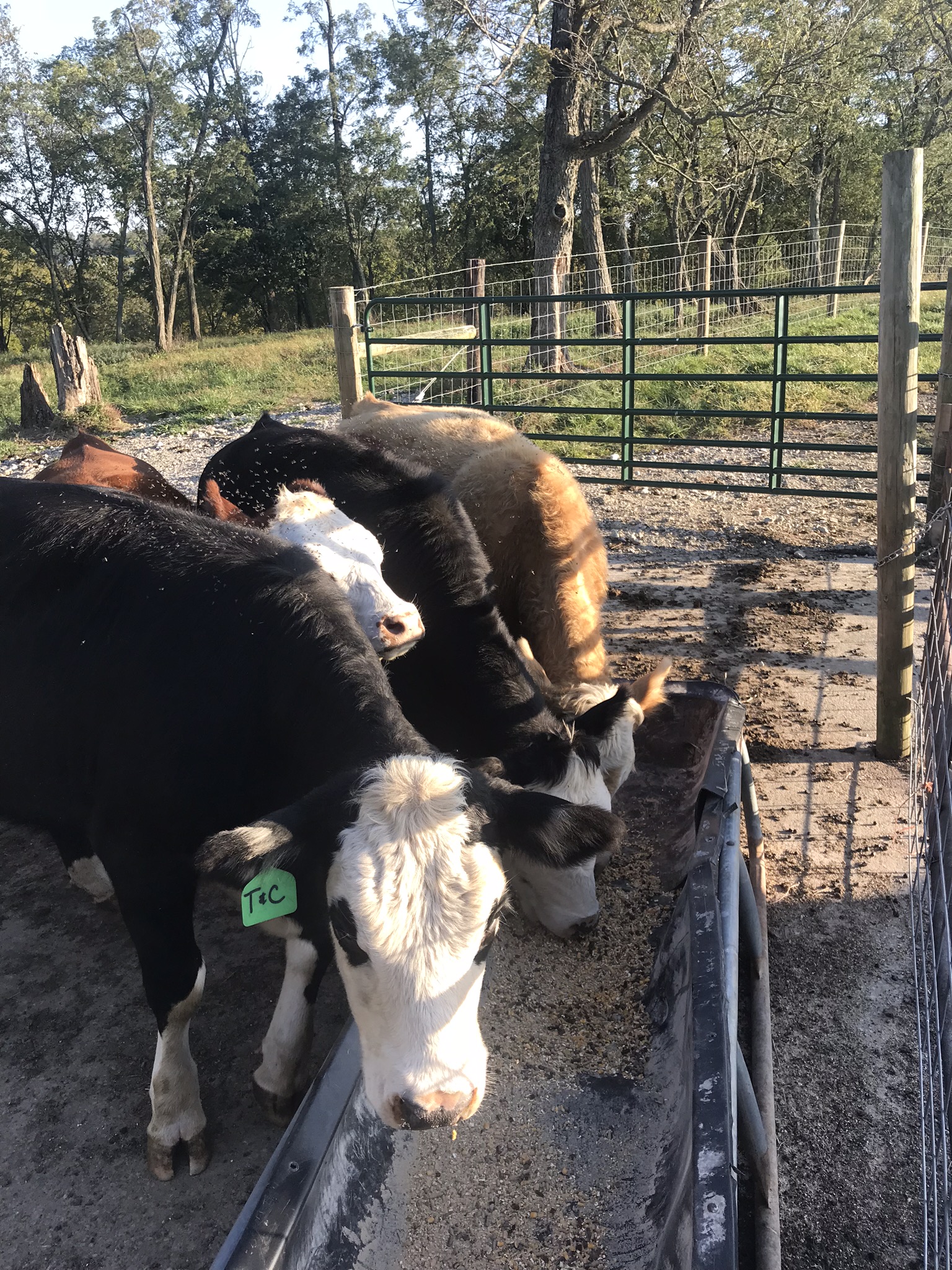 Cows feeding at a trough in a pasture, surrounded by trees and a fenced area. The image captures the animals' close-up details, including one cow with a green identification tag.