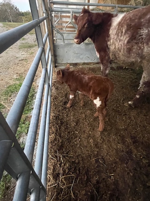 A young calf standing next to its mother inside a barn, with metal fencing and straw scattered on the ground, showcasing a rural farming environment.