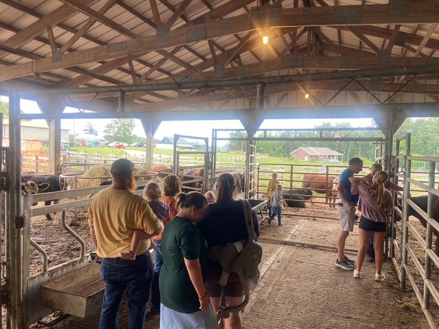 Visitors observing livestock in a barn, with children and adults interacting near cattle pens on a farm. The setting features a rustic interior with wooden beams and natural light, highlighting the agricultural environment.