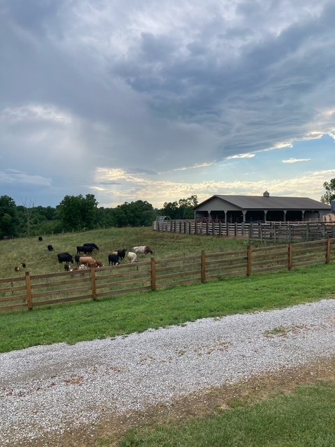 Cattle grazing in a green pasture near a barn under a cloudy sky, with a gravel road in the foreground and wooden fencing surrounding the area.