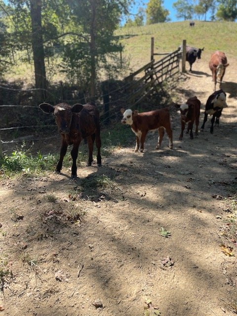 A group of calves walking along a dirt path on a farm, with a wooden fence in the background and trees surrounding the area.