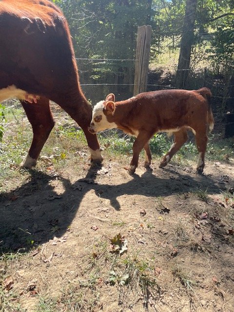 Calf exploring its environment while walking alongside a cow in a sunny pasture, surrounded by trees and a fence.